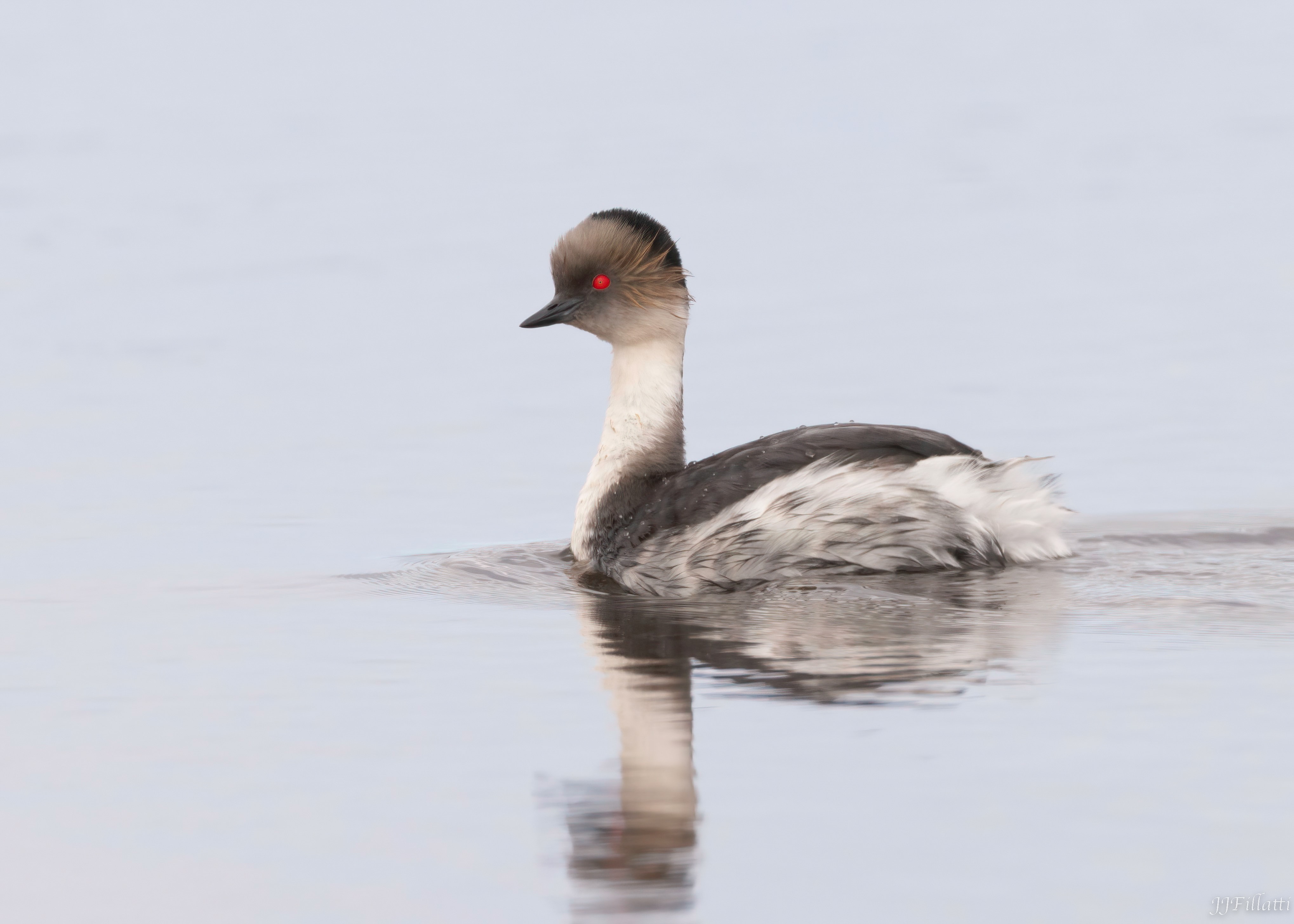 bird of the falklands image 82